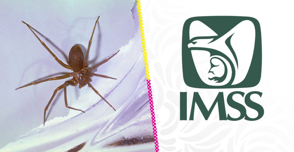 Mujer muere por mordida de araña violinista; acusan negligencia en el IMSS