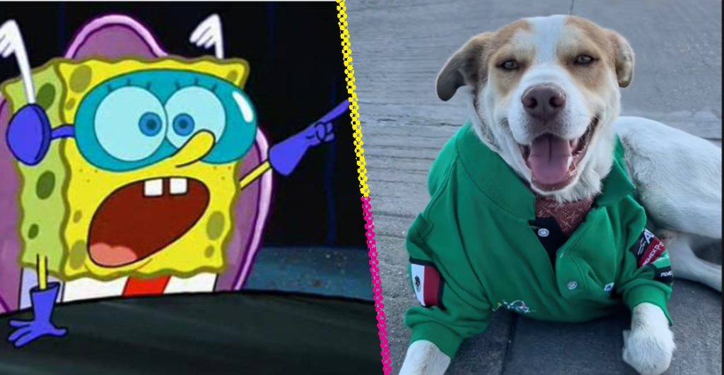 Mailo, el perrito gasolinero que se ha ganado los corazones de miles en TikTok