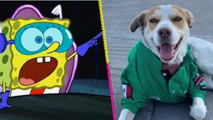 Mailo, el perrito gasolinero que se ha ganado los corazones de miles en TikTok