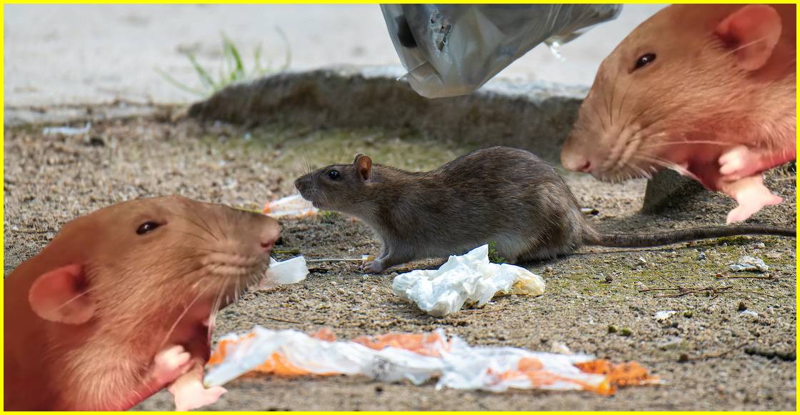Ratas aumentan en ciudades como en CDMX por el calentamiento global.