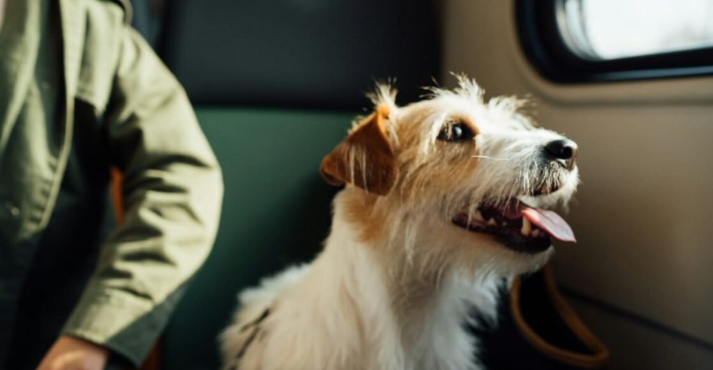 ¿Qué requisitos se necesitan para viajar con tu perro?