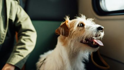 ¿Qué requisitos se necesitan para viajar con tu perro?