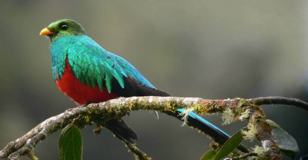 Pequeño atlas de quetzales de México y Centroamérica