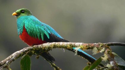 Pequeño atlas de quetzales de México y Centroamérica