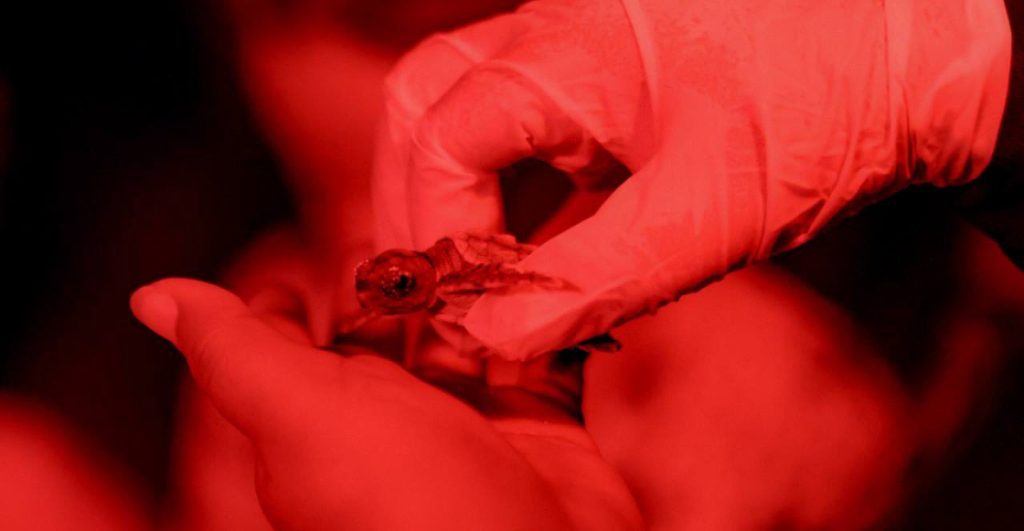 cancun-inicia-liberacion-tortugas-marinas-programa-2025-3