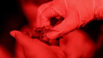 cancun-inicia-liberacion-tortugas-marinas-programa-2025-3