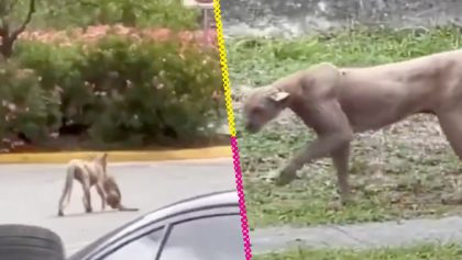 captan-puma-cazando-gato-zona-residencial-monterrey