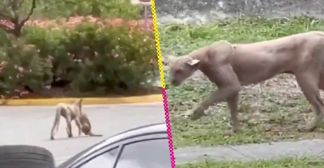 captan-puma-cazando-gato-zona-residencial-monterrey