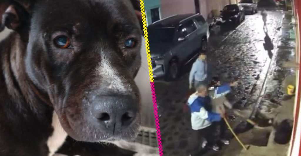 familia-jalisco-golpea-perro-porque-los-siguio-investigacion-destacada