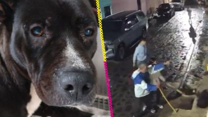 familia-jalisco-golpea-perro-porque-los-siguio-investigacion-destacada