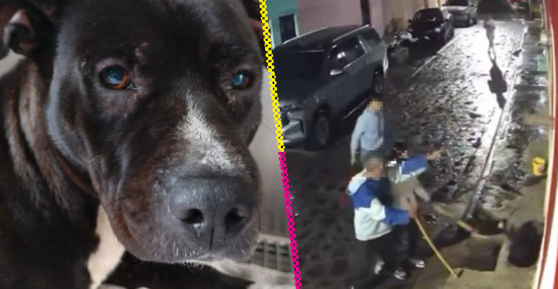 familia-jalisco-golpea-perro-porque-los-siguio-investigacion-destacada