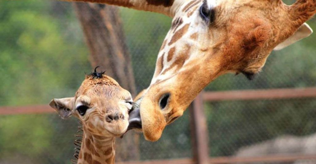 Cosas tiernas presenta: Jabari, la nueva jirafa de la CDMX