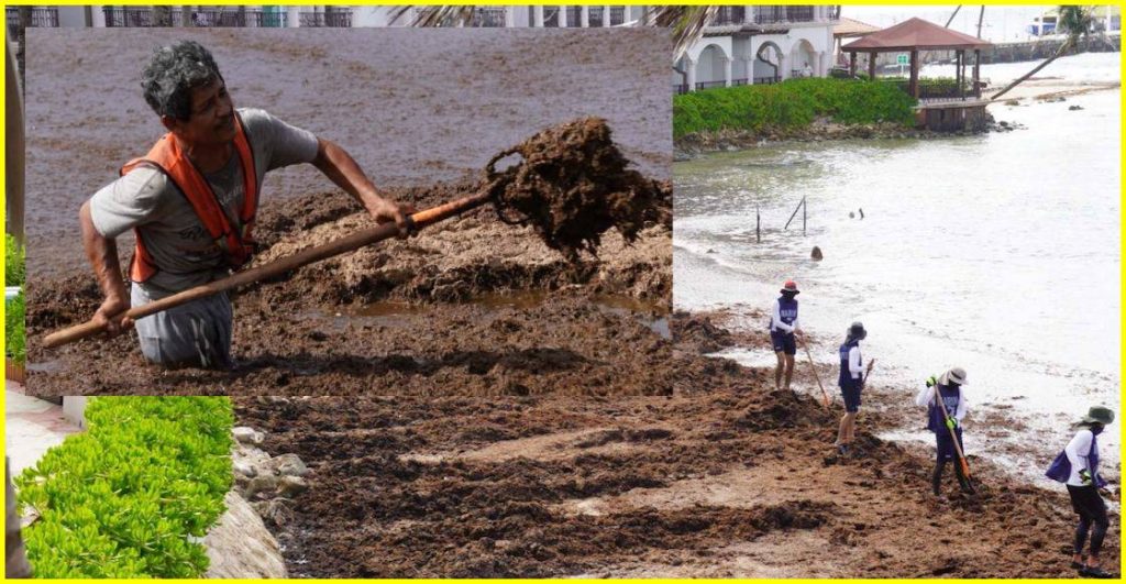 Miles de toneladas de sargazo amenazan las playas de México.