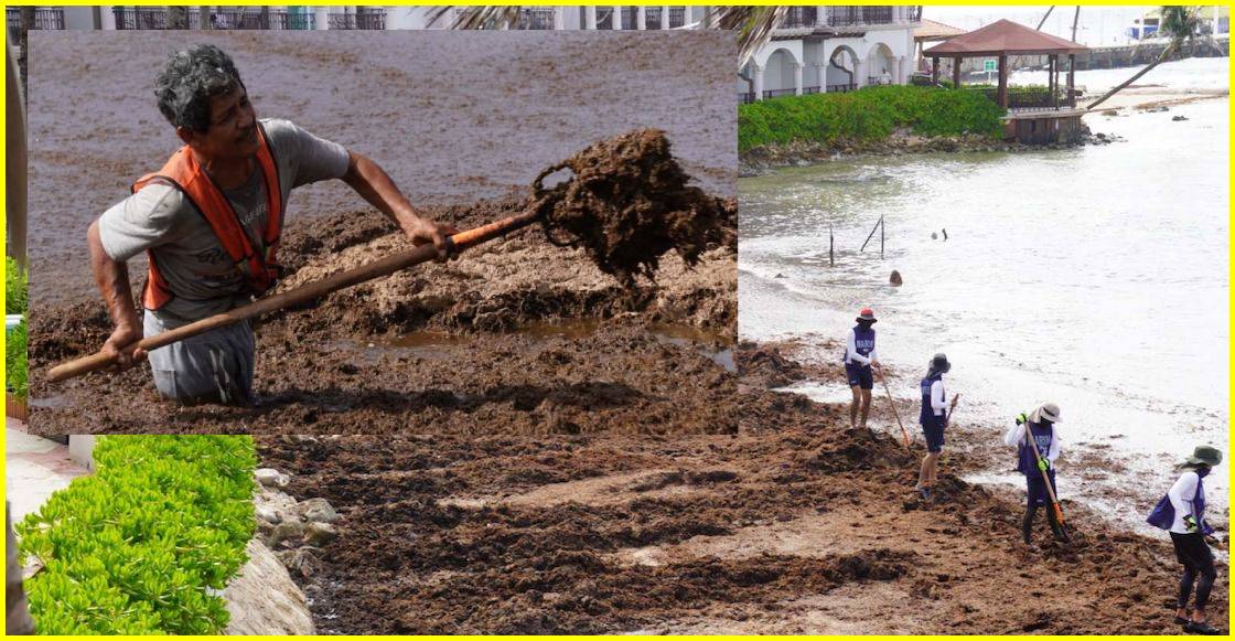 Miles de toneladas de sargazo amenazan las playas de México.