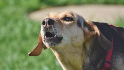 Regidora propone multa a dueños de perros que ladren muy fuerte