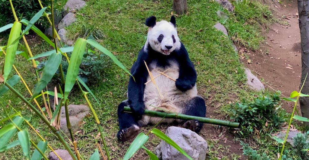 panda-mexicana-xin-xin-celebra-35-anos-chapultepec-destacada