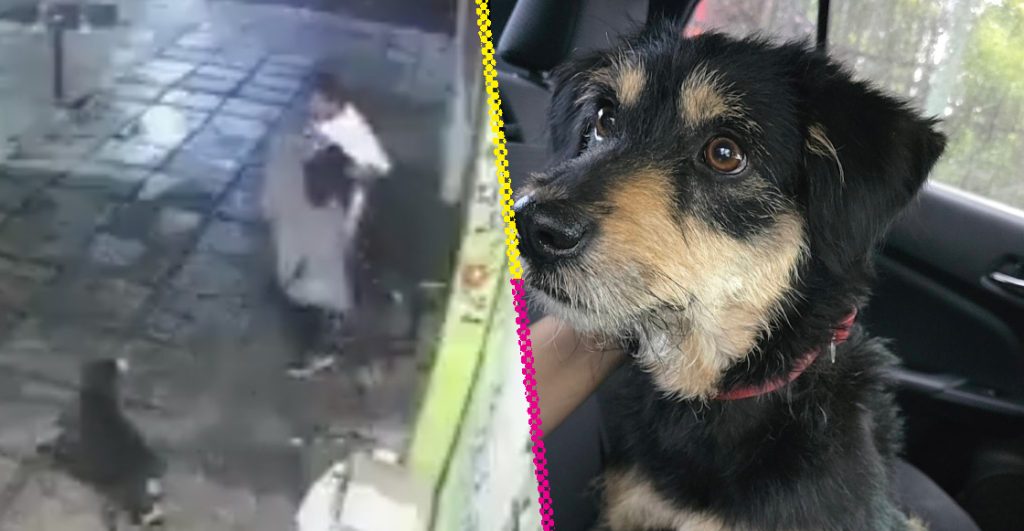 Perrito al que le robaron su cobija en Iztapalapa ya fue adoptado