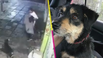 Perrito al que le robaron su cobija en Iztapalapa ya fue adoptado
