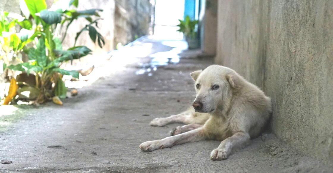 ¿Qué tipos de perros callejeros hay en México?