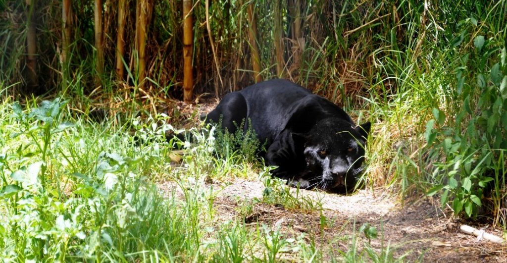 ¿Cómo hacer un safari en México?