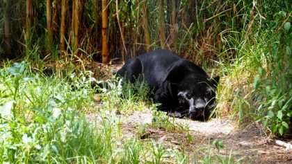 ¿Cómo hacer un safari en México?