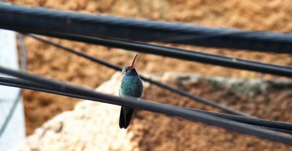 Instrucciones para adoptar un colibrí en la CDMX