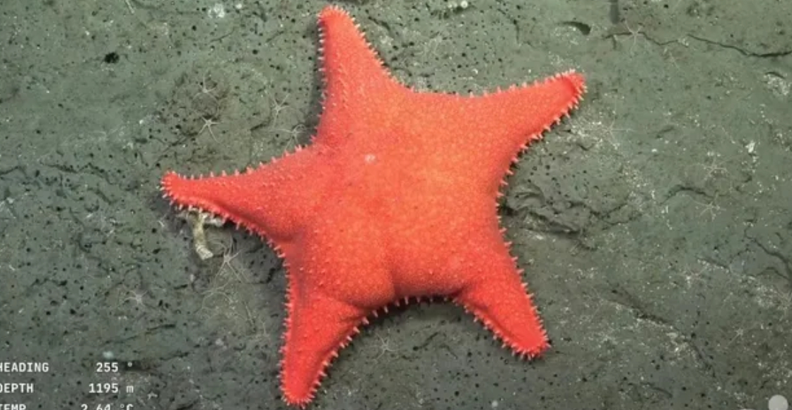 bajo-el-mar-investigadores-trasmiten-en-vivo-exploracion-marina-1