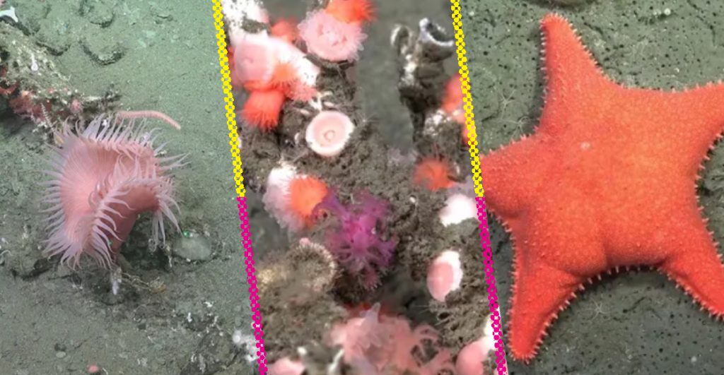 bajo-el-mar-investigadores-trasmiten-en-vivo-exploracion-marina