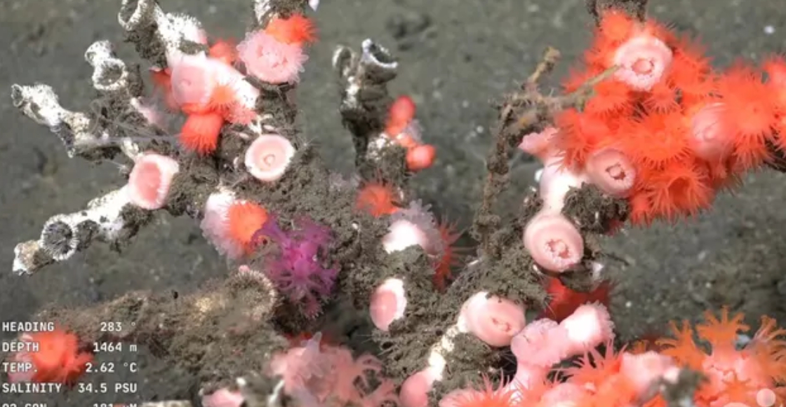 bajo-el-mar-investigadores-trasmiten-en-vivo-exploracion-marina-2