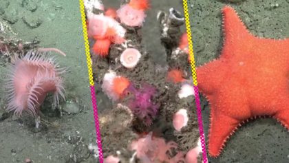 bajo-el-mar-investigadores-trasmiten-en-vivo-exploracion-marina