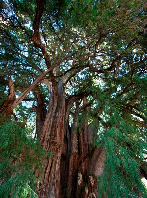 Bellezas silenciosas de la CDMX: Larga vida a los ahuehuetes