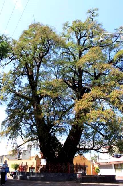 Bellezas silenciosas de la CDMX: Larga vida a los ahuehuetes