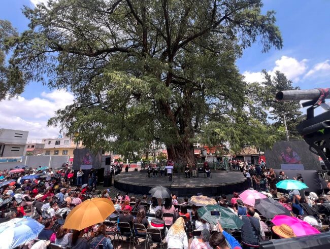 Bellezas silenciosas de la CDMX: Larga vida a los ahuehuetes