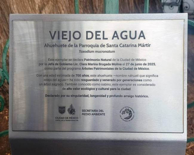 Bellezas silenciosas de la CDMX: Larga vida a los ahuehuetes