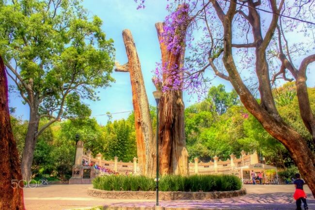 Bellezas silenciosas de la CDMX: Larga vida a los ahuehuetes