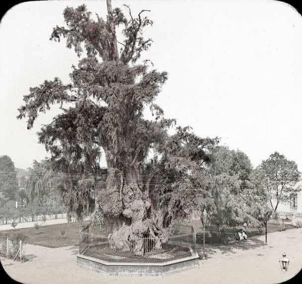 Bellezas silenciosas de la CDMX: Larga vida a los ahuehuetes