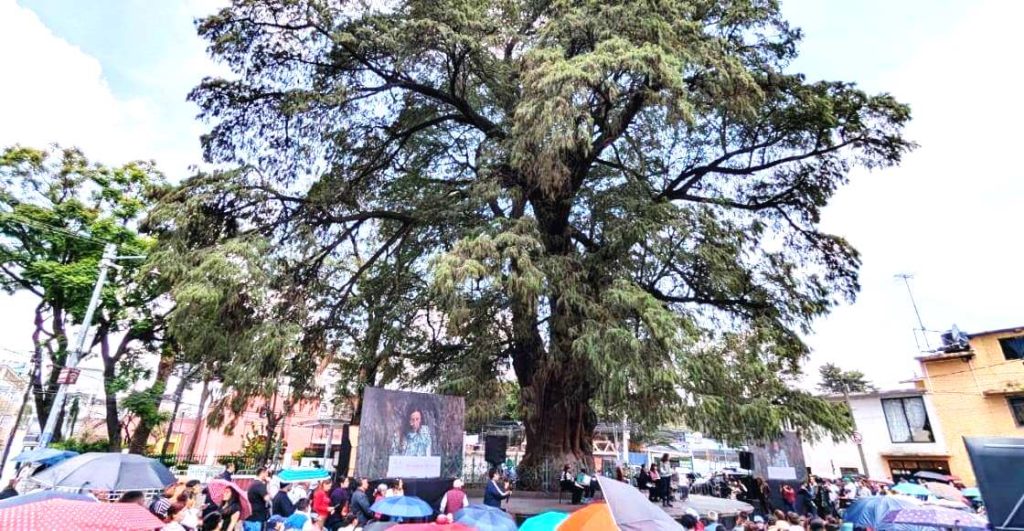 Bellezas silenciosas de la CDMX: Larga vida a los ahuehuetes