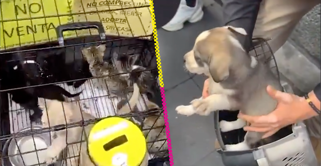 Rescatan a 9 perros y 8 gatos que eran exhibidos por dinero