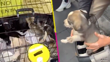 Rescatan a 9 perros y 8 gatos que eran exhibidos por dinero