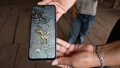 Gusano Barrenador Cintalapa