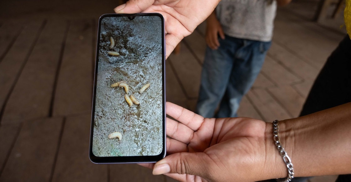 Gusano Barrenador Cintalapa