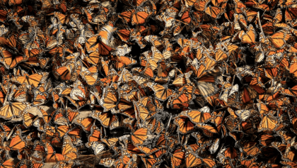 Las mariposas monarcas duplican su población