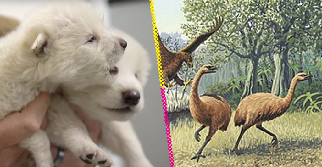 Empresa que revivió a los lobos terribles busca 'desextinguir' a los moa gigantes