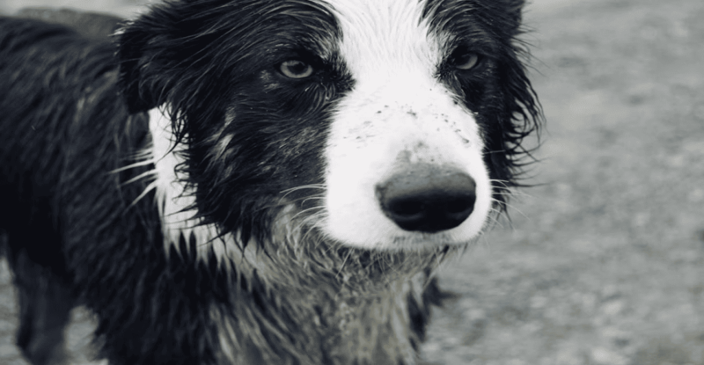 ¿Qué hacer con los perros en la lluvia?