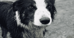 ¿Qué hacer con los perros en la lluvia?