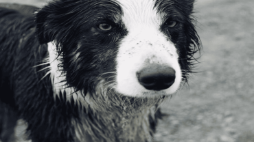 ¿Qué hacer con los perros en la lluvia?
