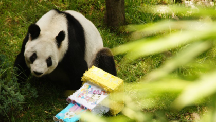 Xin Xin se encuentra en la última etapa de su vida