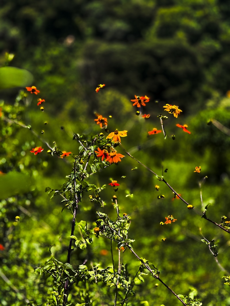 Barranca de Santa Fe: El rescate que cambió un tiradero por áreas verdes
