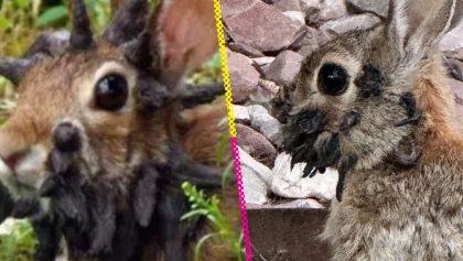 Conejos con tentáculos vistos en Estados Unidos