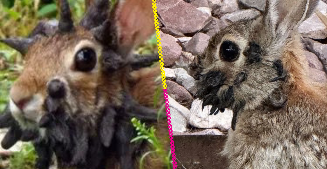 Conejos con tentáculos vistos en Estados Unidos